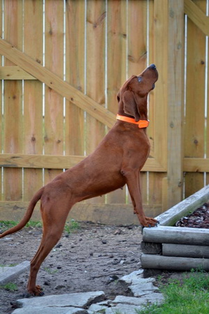 Redbome Coonhound