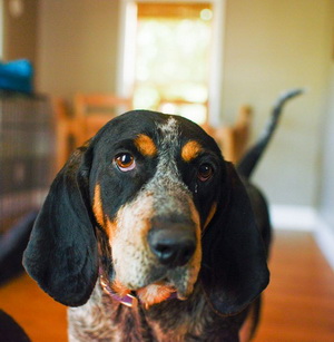 Bluetick Coonhound